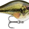 Live Largemouth Bass