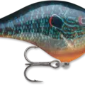 Live Pumpkinseed