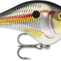 Shad