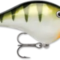 Yellow Perch