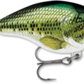 Baby Bass