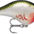 Bleeding Olive Shiner