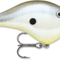 Disco Shad