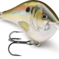 Live River Shad