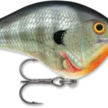 Bluegill