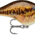 Live Smallmouth Bass