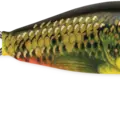 Fire Minnow