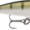 Yellow Perch