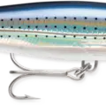 Spotted Minnow