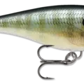 Bluegill