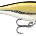 Gold Shiner
