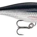 Silver Shiner