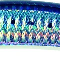 Sardine