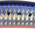 Mazume Sardine