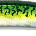 Green Mackerel