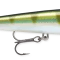 Yellow Perch