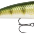 Yellow Perch