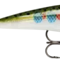 Rainbow Trout