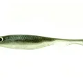 Natural Shad