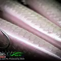 Tarpon 4