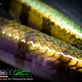 Tarpon 12