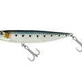Sardine