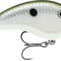 Green Gizzard Shad