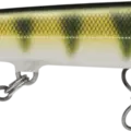 Gilded Yellow Perch
