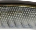 Horse Mackerel ND