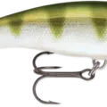 Yellow Perch