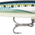 Armored Sardine