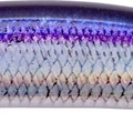 UV Flash