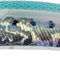 Bleeding Sardine