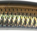 Bleeding Mullet