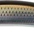 Flashy Mullet