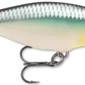 Blue Back Herring