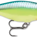 Caribbean Shad