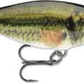 Live Largemouth Bass