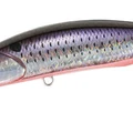 Violet Shiner