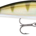 Yellow Perch