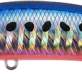 Mazume Sardine