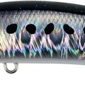 Space Back Sardine