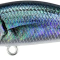 Saddled Bream ND
