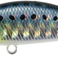 Sardine