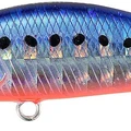 Mazume Sardine