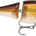 Gold Shiner
