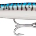 Silver Mackerel