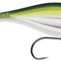Pilchard