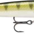 Yellow Perch