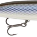 Black Back Shad